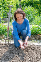 Putting potatoes in soil to grow