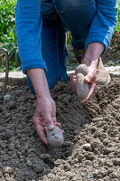 Place potatoes in soil to grow