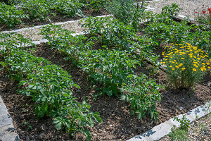 Kartoffelpflanzen (Solanum tuberosum), Anbau im Gemüsebeet