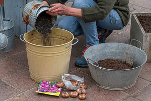 Planting gladioli in pots- Pouring in expanded clay to prevent waterlogging