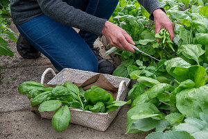 Woman harvesting spinach