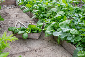 Freshly harvested spinach