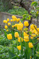 Tulip 'Strong Gold' (Tulipa) in the bed with water droplets