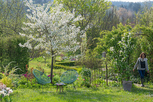 Garden with seating area with sour cherry 'Köröser Weichsel', tulips, weeping cherry, 