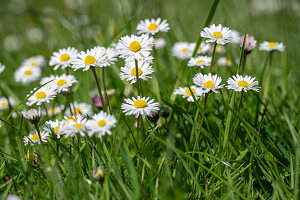 Gänseblümchen (Bellis Perennis) in der Wiese, close-up