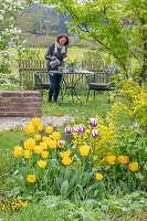 Tulip 'Marilyn 'Strong Gold', fan maple and seating in the garden