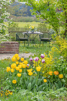 Seating in the garden, Tulip 'Marilyn' and 'Strong Gold', fan maple, lady's mantle