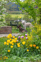 Sitzplatz im Garten mit Tulpe (Tulipa) 'Marilyn' und 'Strong Gold' und zwei Hunden