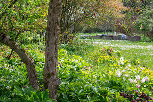 Spring roses and tulip 'Marilyn' under ornamental apple