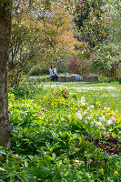 Laburnum roses (Helleborus) and tulip (Tulipa) 'Marilyn' under ornamental apple tree in the garden