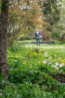 Lenz roses (Helleborus) and tulip (Tulipa) 'Marilyn' under ornamental apple tree in the garden