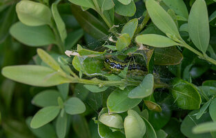 Buchsbaumzünsler, Schädling auf Buchsbaumhecke (Cydalima perspectalis), close-up