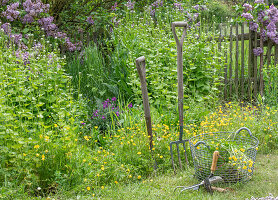 Cutting out Ranunculus acris in the bed next to garlic rocket (Alliaria petiolata)