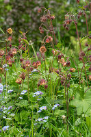 Creek helleborine (Geum rivale) in a border in an ingrown garden