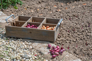 Onion sets (Allium Cepa) 'Stuttgarter Riesen' and 'Rote Karmen' in wooden crates for planting in the bed