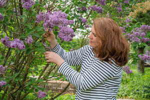 Frau schneidet blühenden Flieder (Syringa) im Garten