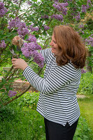 Woman cutting flowering lilac (Syringa) in the garden