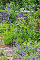 Columbine (Aquilegia) in the summer flower bed