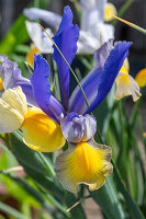 Iris 'Mysterious Rainbow Mix' (Iris hollandica) in the bed