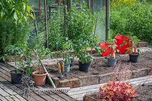 Tomatenpflanzen in Kübeln vor dem Umpflanzen ins Beet vor Gewächshaus