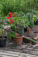 Tomatenpflanzen in Kübeln auf der Terrasse