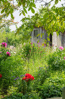 Pfingstrosen (Paeonia), Frauenmantel (Alchemilla), Witwenblume (Knautia macedonica) und türkischer Mohn (Papaver Orientale) im sommerlichen Garten