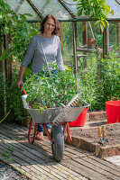 Woman plants tomato plants in the bed, wheelbarrow with tools and plants