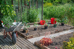 Planting tomato plants in the bed, wheelbarrow with tools and plants