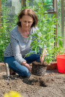 Frau pflanzt Tomatenpflanzen ins Beet