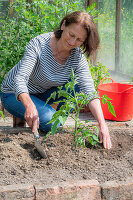 Frau pflanzt Tomatenpflanzen ins Beet