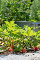 Erdbeeren im Beet, Pflanzen mit Früchten