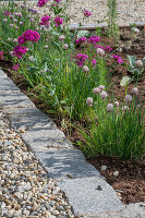 Bed edging with carnation limewort (Silene armeria) and chives (Allium schoenoprasum)