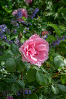 Rose (Rosa) 'Centenaire de Lourdes' and flowering catmint (Nepeta fassenii) in the borderr