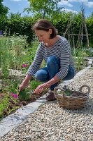 Woman pruning chives in a bed and clove campion (Silene armeria)