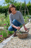 Woman pruning chives in the bed and clove cinquefoil (Silene armeria)