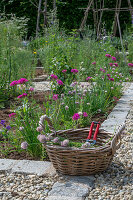 Pruning chives in the bed, clove campion (Silene armeria)