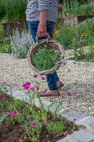 Pruning chives in the bed with clove campion (Silene armeria) and crested sage (Salvia viridis)