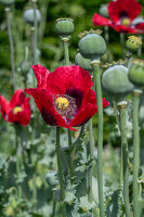 Macedonian brown poppy (Papaver somniferum) in the bed