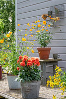 Dahlias (Dahlia) and coreopsis in pots on the patio