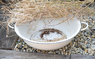 Harvesting palm kale seeds