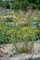 Woolwort (Stachys byzantina) between stones and dyer's chamomile (Anthemis tinctoria) in the bed