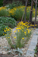 Woolwort (Stachys Byzantina) between stones and dyer's chamomile (Anthemis tinctoria) in a flower bed