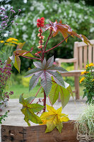 Miracle tree (Ricinus communis), fresh shoot with flower in the bed