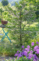 Japanese storax tree and night violet