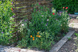 Duft-Wicke (Lathyrus odoratus), Kalifornischer Mohn (Eschscholzia californica), Kamille, Klatschmohn (Papaver rhoeas) im Beet mit Weidenzaun