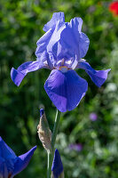 Hohe Bart-Iris (Iris barbata-elatior), Schwertlilie, Portrait