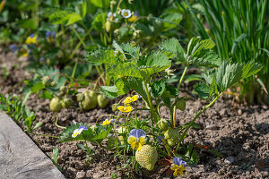 Unripe strawberries and pansies (Viola wittrockiana) in the bed