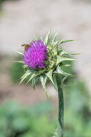 Flowering milk thistle (Silybum marianum) with bee, portrait