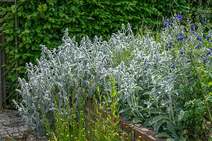 Wool cistus growing in a raised bed