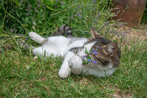 Molly the cat plays with catnip